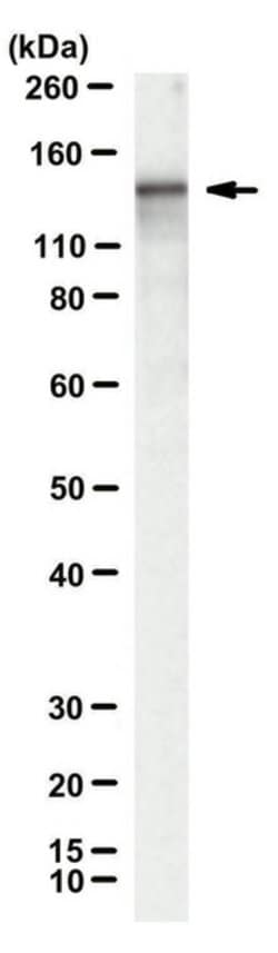 LbCpf1, Mouse anti-Bacteria, Clone: 2D5-6G11, Millipore Sigma 25&mu;g;